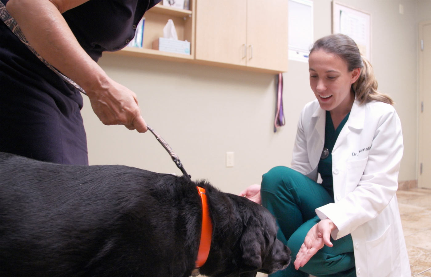 Diagnostic - Vet in Avon Lake | Avon Lake Animal Clinic